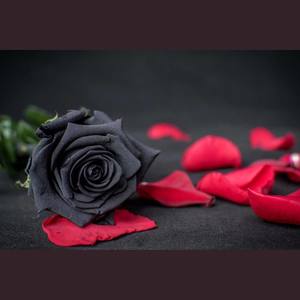 Sickick-Casanova (Side_Chain/Sickick Remix)