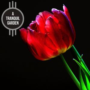 Soft Piano for Motivation