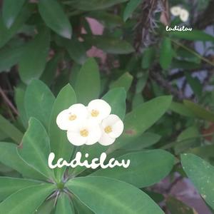 Ladislav