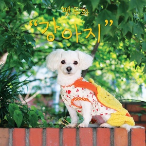 유기견 까미 (流浪狗Kkami)