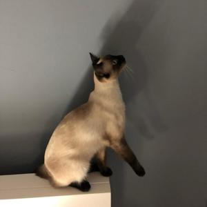 can't keep up (000000) (feat. silvverbell)