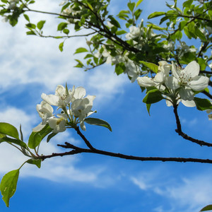Apple Blossoms
