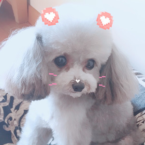 -BIG师兄- - 懒数花 (COVER版)