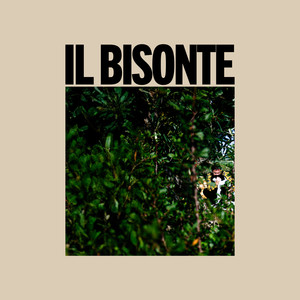 Il bisonte