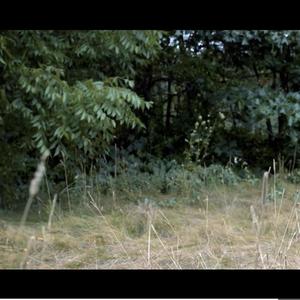 Something In The Way