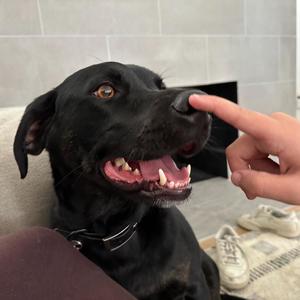 BOOP THE SNOOT (feat. NICNAK) (Explicit)