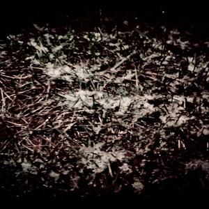 Wounded and neglected animal lashes out