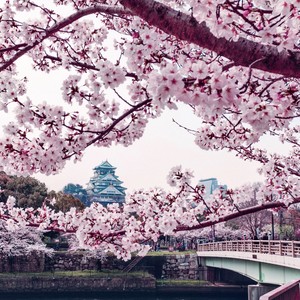 Blossom Runway