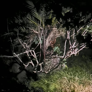 Popped & Panicking (Explicit)