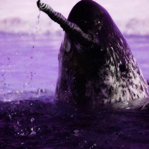 Narwhal (Explicit)