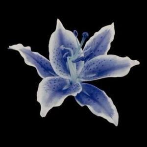 omg (feat. pabloxo) (Explicit)