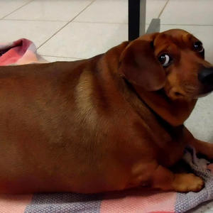 FAT *****es (DONT LISTEN IF FAT) (Explicit)