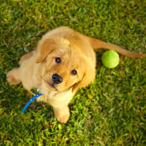 Dog for adoption (feat. Kyerane33) (Explicit)