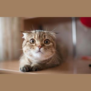 病变（BINGBIAN）