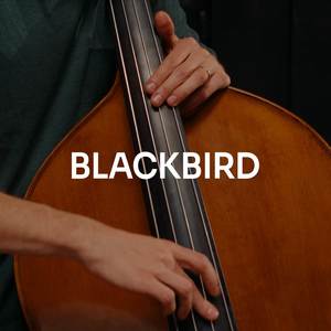 Blackbird