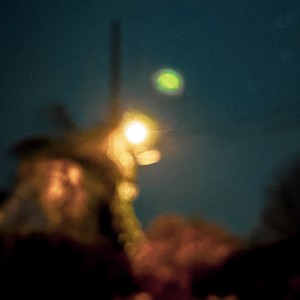 birds that never return