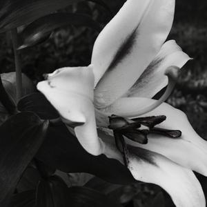 Gazanias (feat. Ty 27) (Explicit)