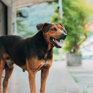 hoje só bebo se o cachorro fala osvaldo