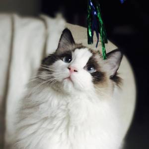 【翻唱】南山南