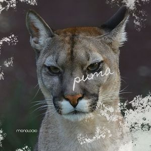 puma