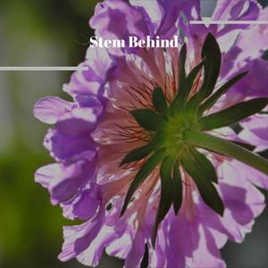 Stem Behind