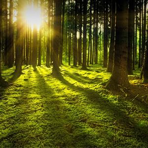 Lord Damodara (feat. Imaginary Nation)