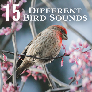 15 Different Bird Sounds (Nature Park, Music for Reiki Meditation and Relaxation in the Wild Nature)