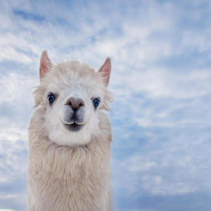 Whoops Had An Overdose Now I'm In A Coma (feat. BBCDaddy)