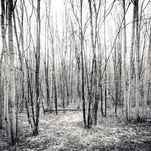 Allegretto For An Average Day