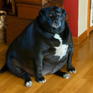 fat dog 2