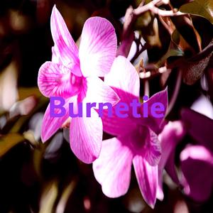 Burnetie