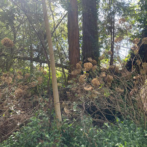 backseat hotbox (Explicit)