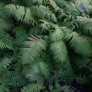 Imagination (翻唱版原唱: 安全着陆)