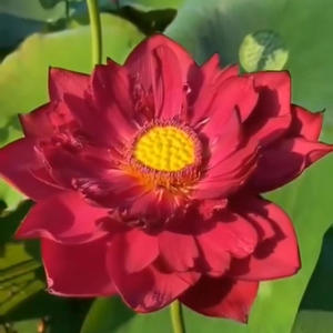 Lotus Flower