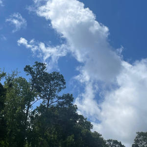 Been Savage ft lil randy (feat. Lil randy) (Explicit)