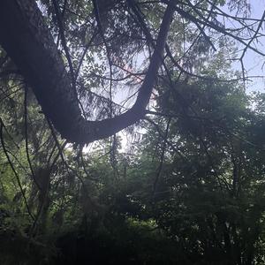 Candle wish (Explicit)