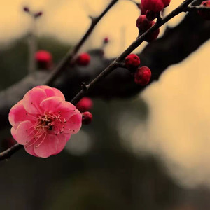 梅花下舞封面