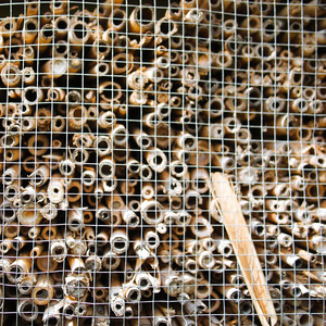 La Ballade De Narayama