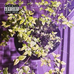 Pasta (feat. DTA zayway & Cashout Mike) (Explicit)