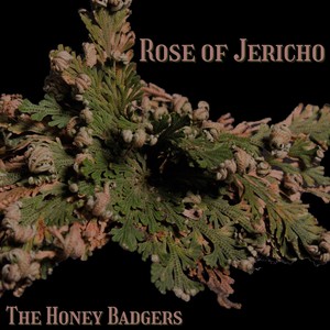 Rose of Jericho