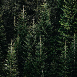 I Took a Pill in Ibiza (Mixtape)