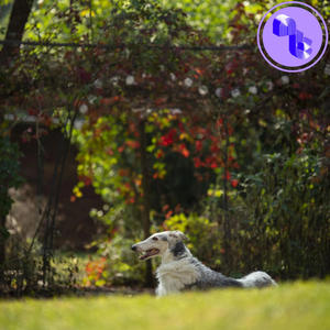 Herne - Neural Arboretum