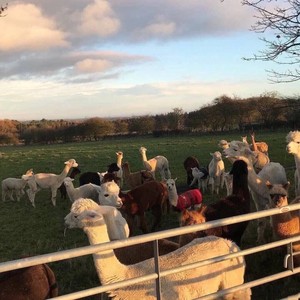 你说不会再爱情里犯错 (版DJ咚鼓伤感)