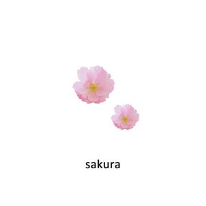 sakura