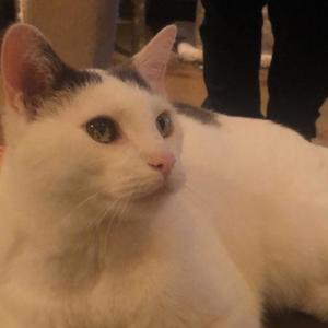 Toxic! (feat. Ba6yJxy) (Explicit)