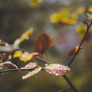FX - Thunder Rain