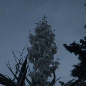 Spiraling Down (feat. Dux & ktamine) (Explicit)