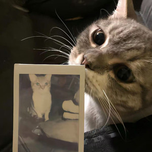 走得越近心越像刺猬