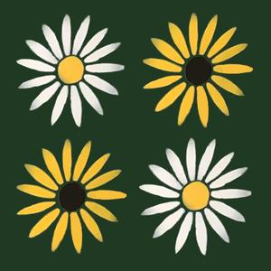 Two Tone Daisy