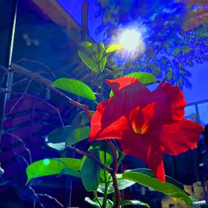 Vamp Life Freestyle (Explicit)